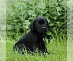 Small #3 Cane Corso