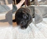 Small Photo #39 Mastiff Puppy For Sale in FULTON, NY, USA