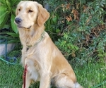 Small Photo #1 Golden Retriever Puppy For Sale in CARSON, CA, USA