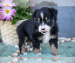 Small Photo #7 Miniature Australian Shepherd Puppy For Sale in CLARE, MI, USA