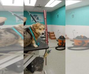 - Mix Dogs for adoption in Palatine/Kildeer/Buffalo grove, IL, USA