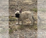 Puppy Ozzy French Bulldog