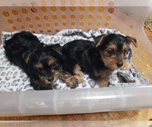 Yorkshire Terrier Puppy for sale in WOODBURY, TN, USA