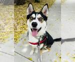 Small #3 Siberian Husky