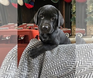 Labrador Retriever Puppy for sale in VESTABURG, MI, USA
