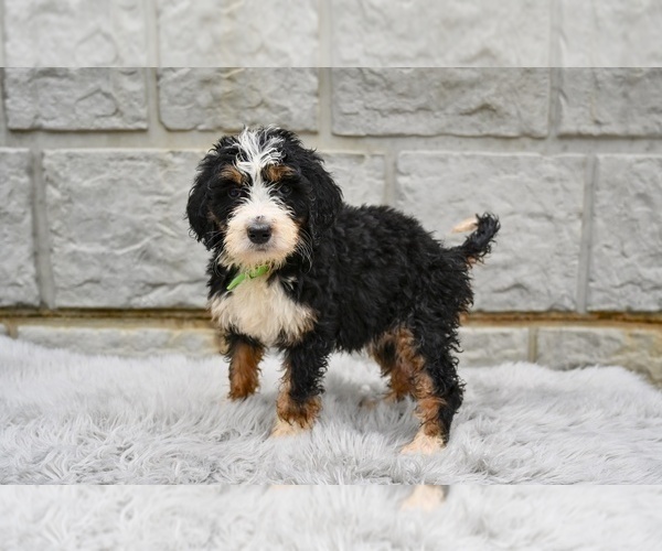 Medium Photo #5 Bernedoodle Puppy For Sale in MILLERSBURG, OH, USA