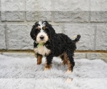 Small #4 Bernedoodle