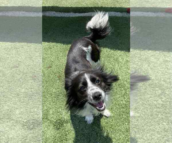 Medium Photo #1 Chion Puppy For Sale in La Verne, CA, USA