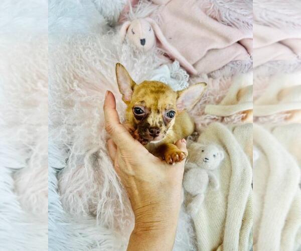Medium Photo #17 Chihuahua Puppy For Sale in PEMBROKE PINES, FL, USA