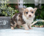 Puppy Lucy Pembroke Welsh Corgi