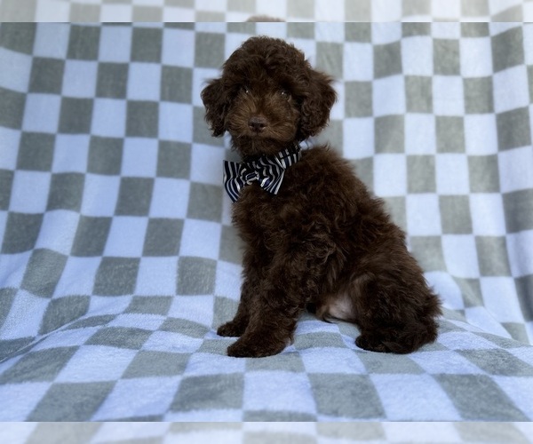 Medium Photo #8 Cavapoo (Miniature) Puppy For Sale in LAKELAND, FL, USA