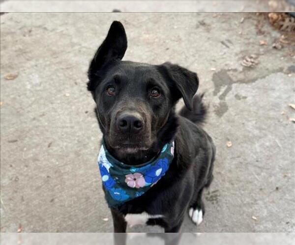 Medium Photo #3 German Shepherd Dog-Unknown Mix Puppy For Sale in Tulsa, OK, USA