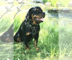 Father of the Rottweiler puppies born on 10/13/2021