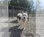 Small Alusky