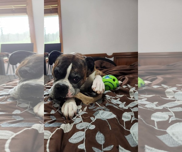 Medium Photo #2 Boxer Puppy For Sale in Burnsville, MN, USA