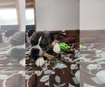Small #1 Boxer
