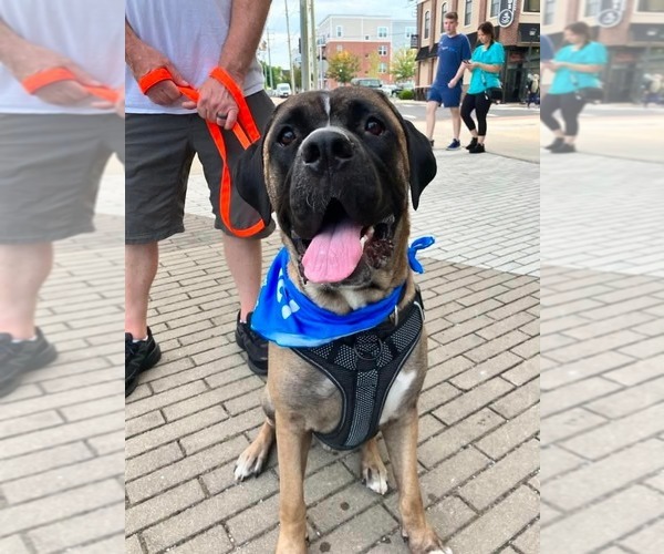 Medium Photo #21 Mastiff-Unknown Mix Puppy For Sale in Wenonah, NJ, USA
