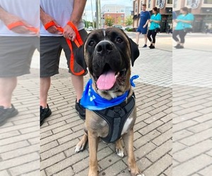 Enzo - Male Mastiff-Unknown Mix Dog for Adoption - Photo #21