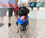 Small Photo #21 Mastiff-Unknown Mix Puppy For Sale in Wenonah, NJ, USA