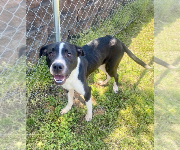 Medium Photo #3 Labrador Retriever-Unknown Mix Puppy For Sale in Bryant, AR, USA