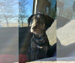 Small Photo #2 Labrador Retriever-Mountain Cur Mix Puppy For Sale in Columbus, IN, USA