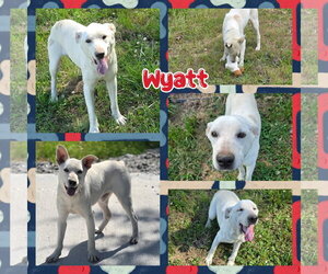 Mutt Dogs for adoption in Blacksburg, SC, USA