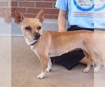 Small #1 Chihuahua