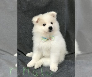 American Eskimo Dog Puppy for sale in MERRITT IS, FL, USA