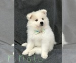 Small Photo #1 American Eskimo Dog Puppy For Sale in MERRITT IS, FL, USA