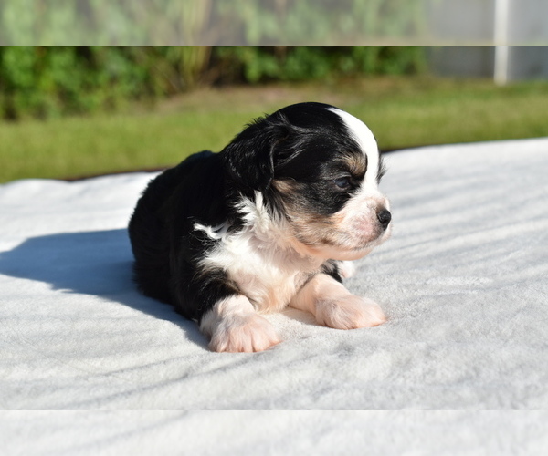 Medium Photo #7 Auss-Tzu Puppy For Sale in PALM COAST, FL, USA