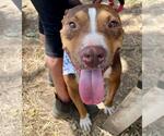 Small American Pit Bull Terrier-Labrador Retriever Mix