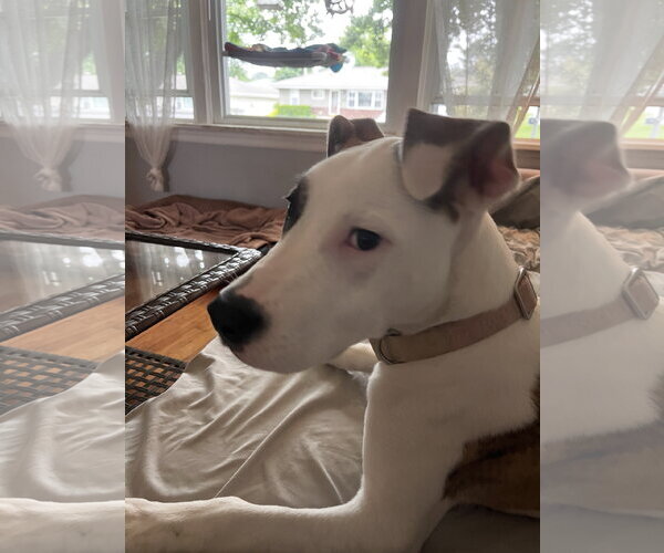 Medium Photo #3 American Pit Bull Terrier-Great Dane Mix Puppy For Sale in Fenton, MO, USA