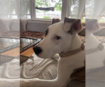 Small #2 American Pit Bull Terrier-Great Dane Mix