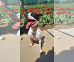 Small #10 Rat Terrier Mix
