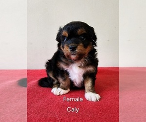 Aussiedoodle Miniature Puppy for sale in HUNTSVILLE, AL, USA