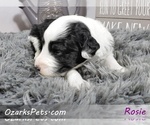 Small Photo #2 Sheepadoodle Puppy For Sale in CEDAR GAP, MO, USA