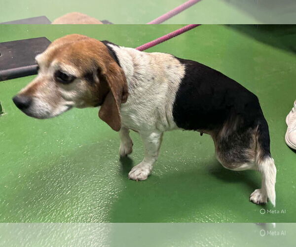 Medium Photo #5 Beagle Puppy For Sale in Rustburg, VA, USA