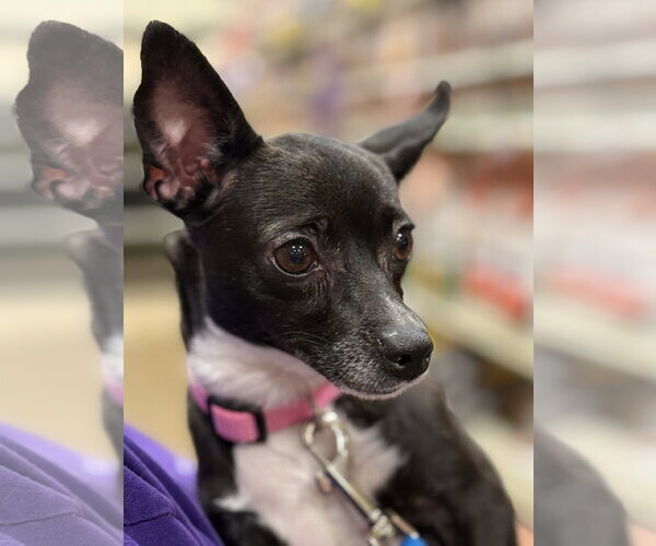 Medium Photo #5 Rat-Cha Puppy For Sale in Wheaton, IL, USA