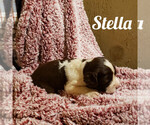 Puppy Stella English Springer Spaniel