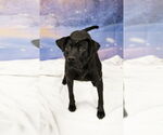 Small #3 Labrador Retriever Mix