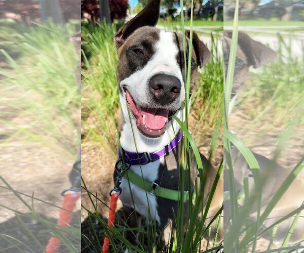 Medium Photo #1 Mutt Puppy For Sale in Pompano Beach , FL, USA