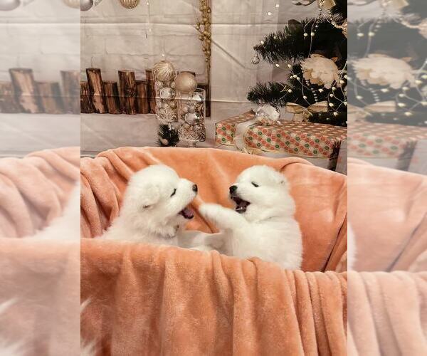 Medium Photo #8 Samoyed Puppy For Sale in DALY CITY, CA, USA
