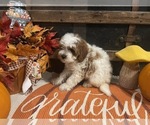 Small #2 Cavapoo