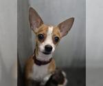 FAITH - Female Chihuahua Dog for Adoption - Small photo