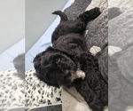 Small Photo #5 F2 Aussiedoodle Puppy For Sale in WOODFORD, WI, USA