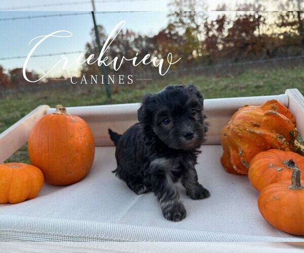Medium Photo #4 Havanese Puppy For Sale in NIANGUA, MO, USA