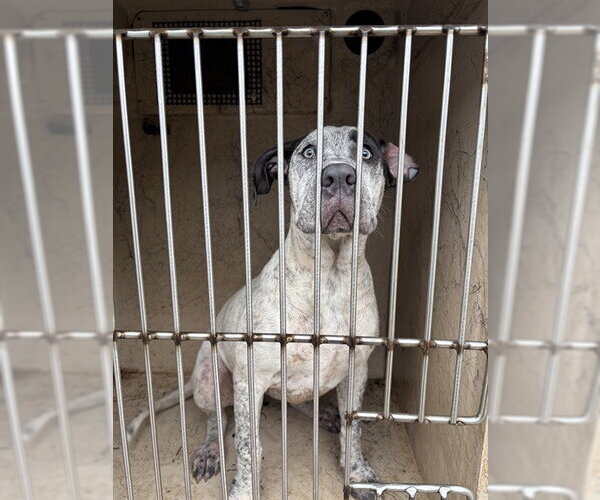 Medium Photo #1 Great Dane-Unknown Mix Puppy For Sale in Oklahoma City, OK, USA