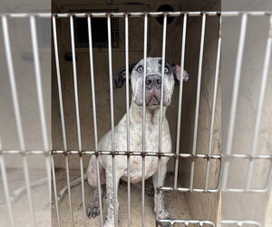Great Dane-Unknown Mix Dogs for adoption in Oklahoma City, OK, USA
