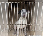 A481765 - Female Great Dane-Unknown Mix Dog for Adoption - Small photo
