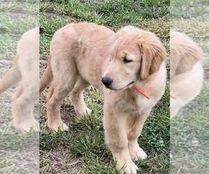 Golden Retriever Puppy for Sale in STATESVILLE, North Carolina USA